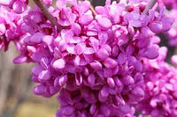 Rosa Redbud blühend Blumensamen zur Aussaat – Drought verträglich – Traditionssorte & ohne Gentechnik Samen Hausgarten