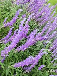 Russian Sage Blumensamen zur Aussaat – saisonal Dauerblüher – Traditionssorte & ohne Gentechnik Samen Hausgarten