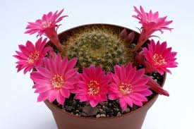 Rosa Rebutia Violaciflora Blumensamen zur Aussaat – Landhaus Garten wichtig – Traditionssorte & ohne Gentechnik Samen Hausgarten
