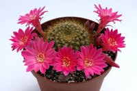 Rosa Rebutia Violaciflora Blumensamen zur Aussaat – Landhaus Garten wichtig – Traditionssorte & ohne Gentechnik Samen Hausgarten