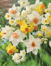 Weiß Daffodils Blumensamen zur Aussaat – farbenfroh Schau – Traditionssorte & ohne Gentechnik Samen Hausgarten