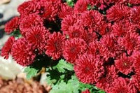 tief Rot Chrysantheme Blumensamen zur Aussaat – kompakt Wuchs – Traditionssorte & ohne Gentechnik Samen Hausgarten