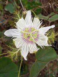Weiß Passiflora Biflora Blumensamen zur Aussaat – Halbschatten verträglich – Traditionssorte & ohne Gentechnik Samen Hausgarten