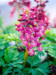 Corydalis Solida Blumensamen zur Aussaat – Wildblume Mischung – Traditionssorte & ohne Gentechnik Samen Hausgarten