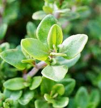 Grün thymus serpyllum blume samen for anpflanzung - seasonal bloomer, heirloom & gmo free samen for home garten
 
 sale samen for home garten