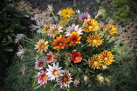 Mittagsgold Rot Orange Blumensamen zur Aussaat – Wildblume Mischung – Traditionssorte & ohne Gentechnik Samen Hausgarten