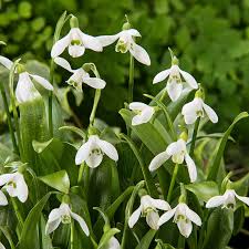 Snowdrop Blume Blumensamen zur Aussaat – farbenfroh Schau – Traditionssorte & ohne Gentechnik Samen Hausgarten