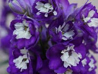 Lila Patterson’s Curse Blumensamen zur Aussaat – sonnenliebend – Traditionssorte & ohne Gentechnik Samen Hausgarten