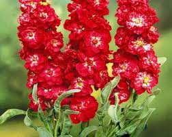 Abend Duft Stock Karmesinrot Samen – duftend Crimson Night-Scented Blumen