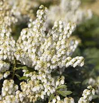 Pieris Japonica Blumensamen zur Aussaat – Halbschatten verträglich – Traditionssorte & ohne Gentechnik Samen Hausgarten