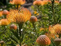 Leucospermum Cordifolium Blumensamen zur Aussaat – Halbschatten verträglich – Traditionssorte & ohne Gentechnik Samen Hausgarten