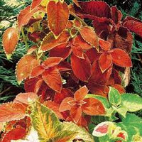 Gemischt Buntnessel Samen Blumensamen zur Aussaat – Bestäuber freundlich – Traditionssorte & ohne Gentechnik Samen Hausgarten