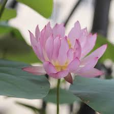 Lotus Samen fuer Schalenkultur