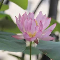Lotus Samen fuer Schalenkultur