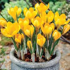 Crocus Sativus Gelb Blumensamen zur Aussaat – Garten beliebt – Traditionssorte & ohne Gentechnik Samen Hausgarten