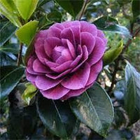 Kamelie Lila Blumensamen zur Aussaat – kompakt Wuchs – Traditionssorte & ohne Gentechnik Samen Hausgarten
