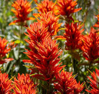 Rot Castilleja Blumensamen zur Aussaat – Halbschatten verträglich – Traditionssorte & ohne Gentechnik Samen Hausgarten