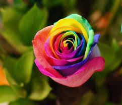 Gemischt Rose selten Bonsai Rainbow Blumensamen zur Aussaat leuchtend farbenfroh Bonsai Samen für Ihren Garten
