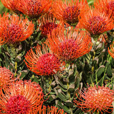 Leucospermum Cordifolium Samen zur Aussaat – hochwertige Blumensamen leuchtend Blüten
