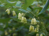 Weiß Solomons Blumensamen zur Aussaat – Landhaus Garten wichtig – Traditionssorte & ohne Gentechnik Samen Hausgarten