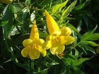 Tecoma Blumensamen zur Aussaat – lang Blüte Saison – Traditionssorte & ohne Gentechnik Samen Hausgarten