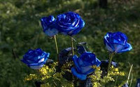 Blau Rose Blumensamen zur Aussaat – Garten beliebt – Traditionssorte & ohne Gentechnik Samen Hausgarten