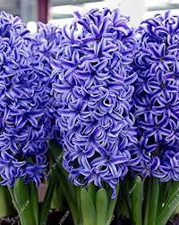 Blau Hyacinth Blumensamen zur Aussaat – Schnitt Blume beliebt – Traditionssorte & ohne Gentechnik Samen Hausgarten