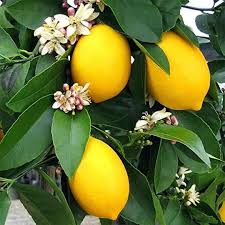 Citrus Galgal Samen