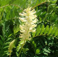 Gelb Astragalus Blumensamen zur Aussaat – Schnitt Blume beliebt – Traditionssorte & ohne Gentechnik Samen Hausgarten