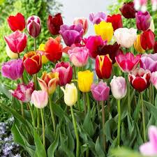 Gelb Rosa Tulpe Blumensamen zur Aussaat – hochwertige Qualitäts- – Traditionssorte & ohne Gentechnik Samen Hausgarten