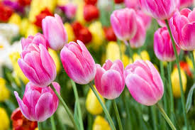 Gelb Rosa Tulpe Blumensamen zur Aussaat – hochwertige Qualitäts- – Traditionssorte & ohne Gentechnik Samen Hausgarten