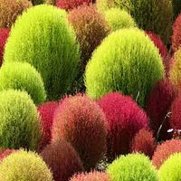 Kochia Samen