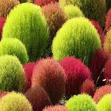 Semillas de Kochia