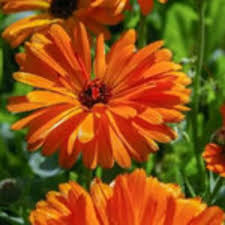 Rot Calendula Blumensamen zur Aussaat – farbenfroh Schau – Traditionssorte & ohne Gentechnik Samen Hausgarten