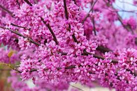 Rosa Redbud blühend Blumensamen zur Aussaat – Drought verträglich – Traditionssorte & ohne Gentechnik Samen Hausgarten