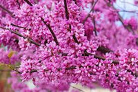 Rosa Redbud blühend Blumensamen zur Aussaat – Drought verträglich – Traditionssorte & ohne Gentechnik Samen Hausgarten