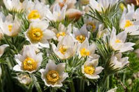 Weiß Pasque Blumensamen zur Aussaat – lang Blüte Saison – Traditionssorte & ohne Gentechnik Samen Hausgarten