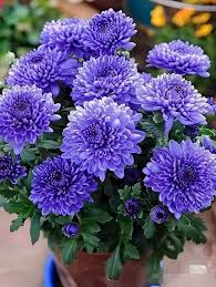 Blau Violett Chrysantheme Blumensamen zur Aussaat – saisonal Dauerblüher – Traditionssorte & ohne Gentechnik Samen Hausgarten