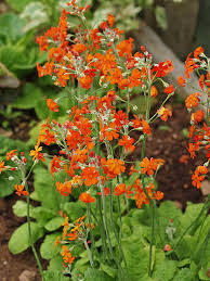Cockburniana Blumensamen zur Aussaat – Bestäuber freundlich – Traditionssorte & ohne Gentechnik Samen Hausgarten