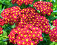 Rot Achillea Blumensamen zur Aussaat – farbenfroh Schau – Traditionssorte & ohne Gentechnik Samen Hausgarten