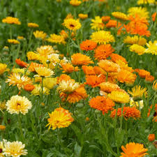 Ringelblumen Samen Calendula