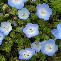 Nemophila Blumensamen