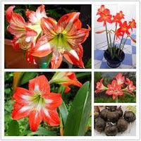 Orange Hippeastrum Rutilum Blumensamen zur Aussaat – Wildblume Mischung – Traditionssorte & ohne Gentechnik Samen Hausgarten