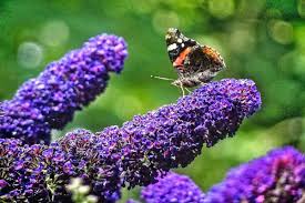Kastanienrot Sommerflieder Blumensamen zur Aussaat – kompakt Wuchs – Traditionssorte & ohne Gentechnik Samen Hausgarten