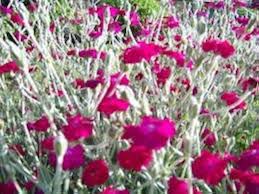 Rosa Rose Campion Blumensamen zur Aussaat – ideal Rabatten – Traditionssorte & ohne Gentechnik Samen Hausgarten