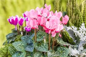mehrfarbig Alpenveilchen Samen – duftend Traditionssorte ohne Gentechnik Blumen Garten Aussaat