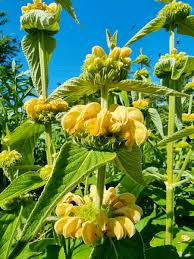 Jerusalem Sage Gelb Blumensamen zur Aussaat leuchtend und Aromatic Blüten