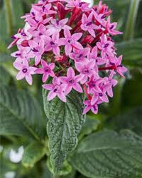 Pentas Lanceolata Samen zur Aussaat Attract Butterflies Blüten