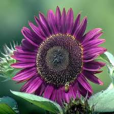 Violett Mini Sonnenblume Samen zur Aussaat – Traditionssorte ohne Gentechnik – Keimung biologisch Garten Samen