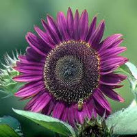 Violett Mini Sonnenblume Samen zur Aussaat – Traditionssorte ohne Gentechnik – Keimung biologisch Garten Samen